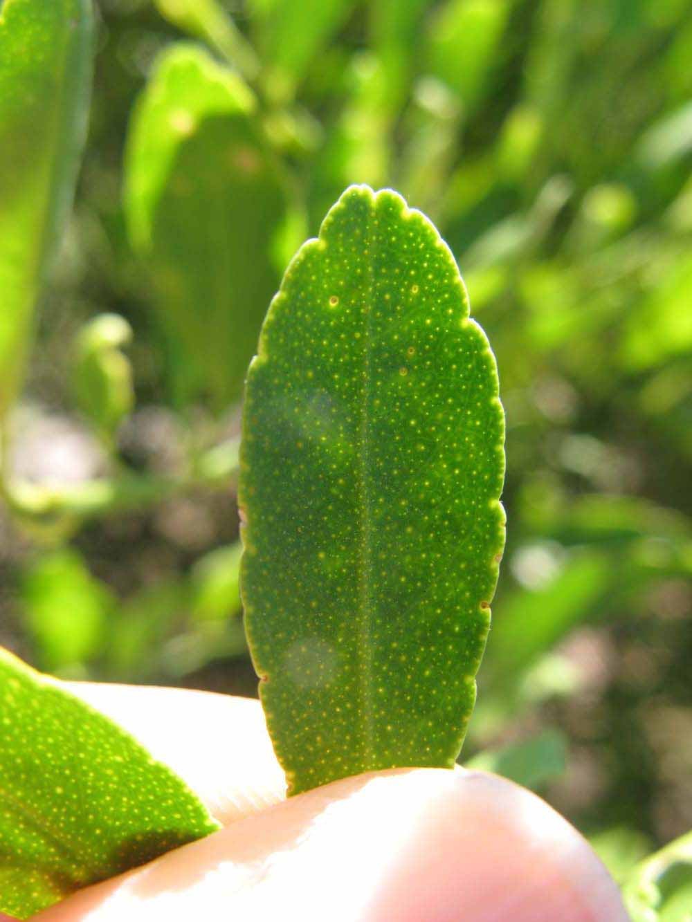              Margin (Winter Haven, FL)       